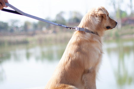 Pets 24 Inches Heavy Duty Short Leash with Comfortable Handle and Lightweight Aviation Aluminium Clip Lead- for Large Medium Dogs Daily Walking and Training. (Sleet Gray)