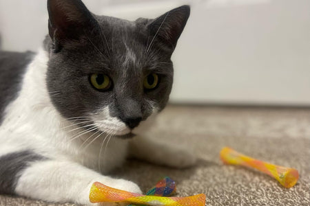 Ethical Pet Catnip Cat or Kitten Toy, Colorful Fun Tubes. Interactive Bouncy Cat Toy, Assorted Color